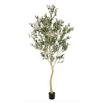 olivetree